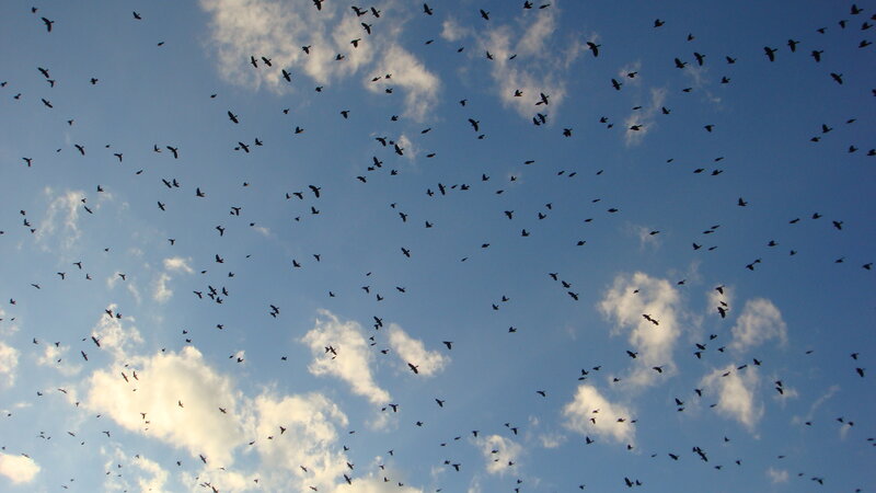 flock of birds in the sky