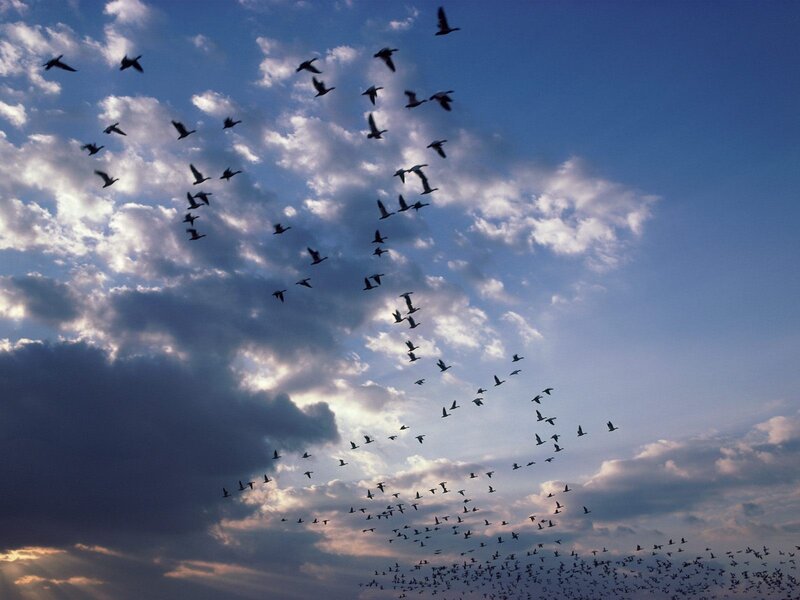 flock of birds in the sky