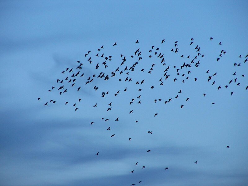 flock of birds in the sky