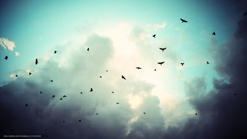 Flock of birds in the sky