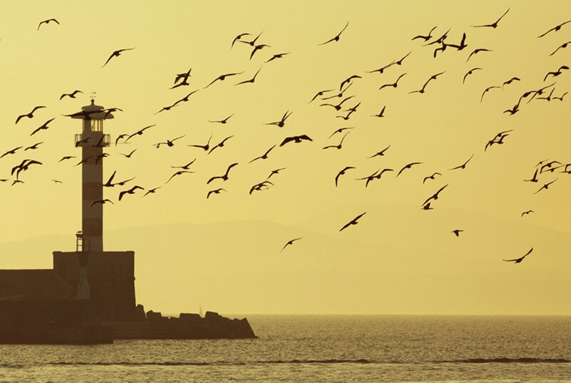 Flock of Birds Near Lighthouse