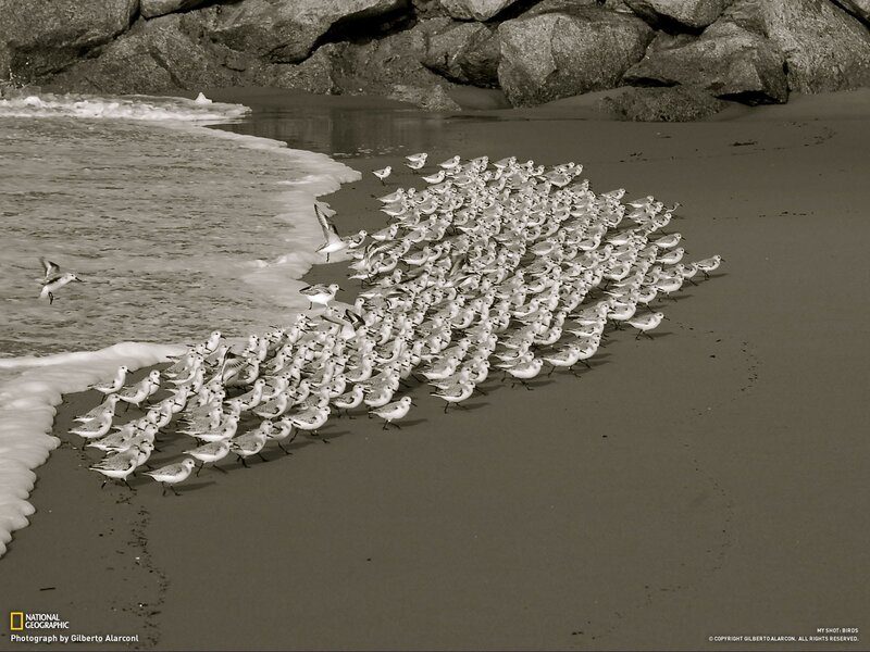 Flock of birds on a beach