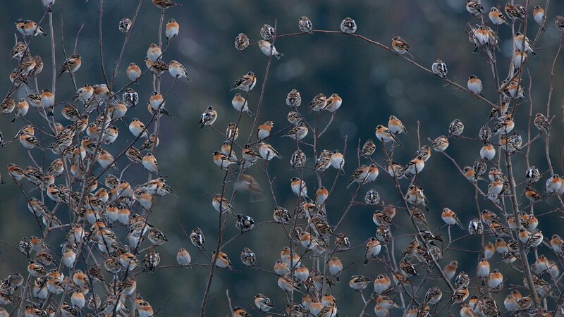 Flock of Birds on Branches