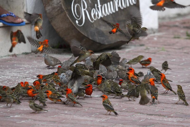 Flock of Birds on Pavement