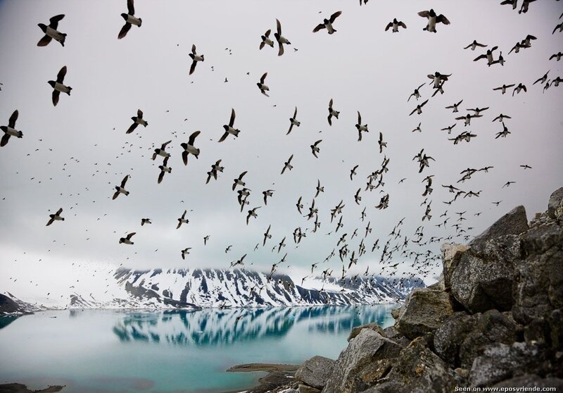 Flock of birds over a glacier