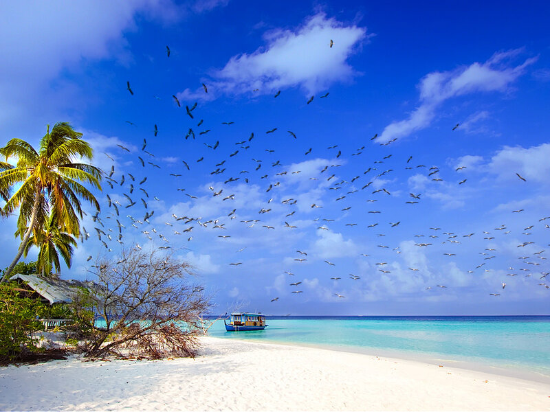 Flock of Birds over Beach