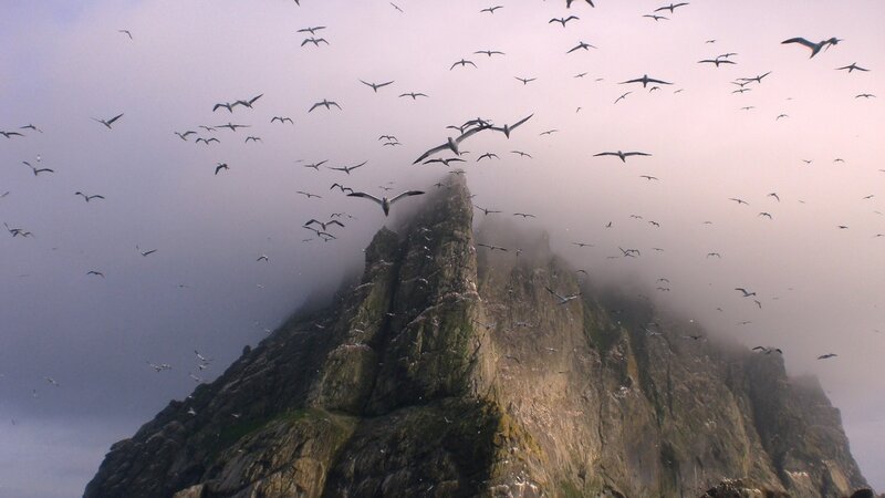Flock of Birds over Cliff — Gray