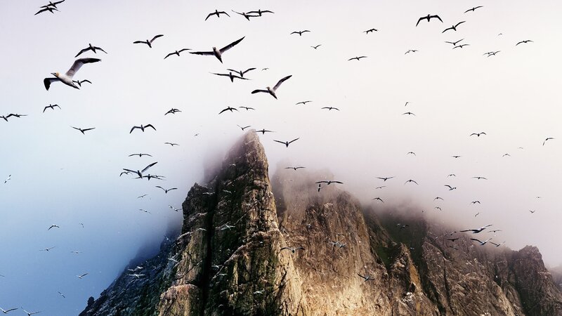 Flock of Birds over Cliff