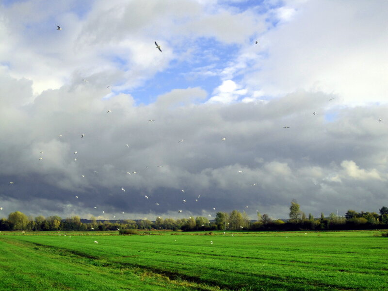 Flock of Birds over Field — Green