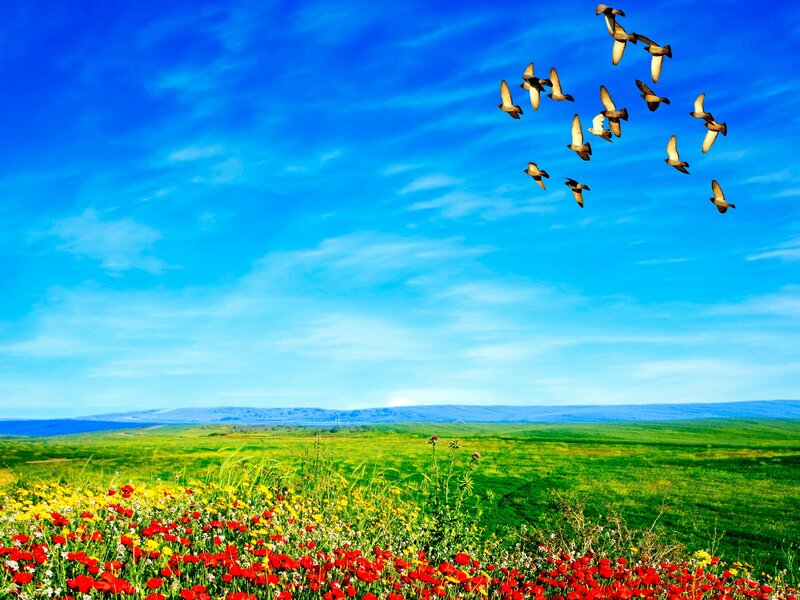 Flock of Birds over Field