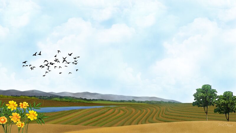 Flock of Birds over Fields
