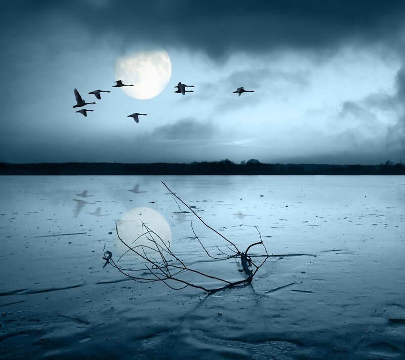 Flock of birds over frozen lake