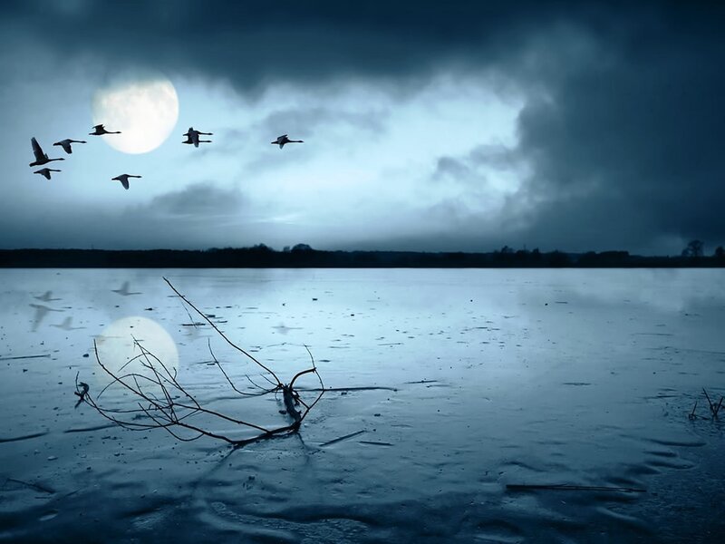 Flock of birds over frozen lake