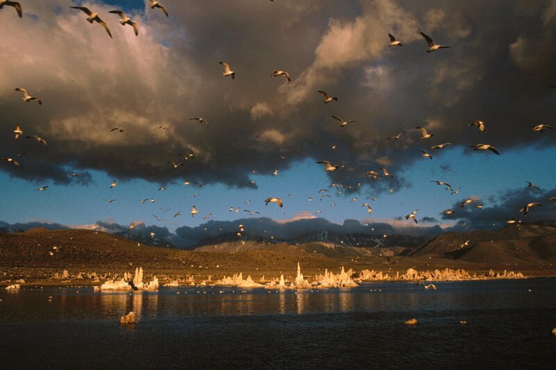 Flock of Birds over Lake — Blue