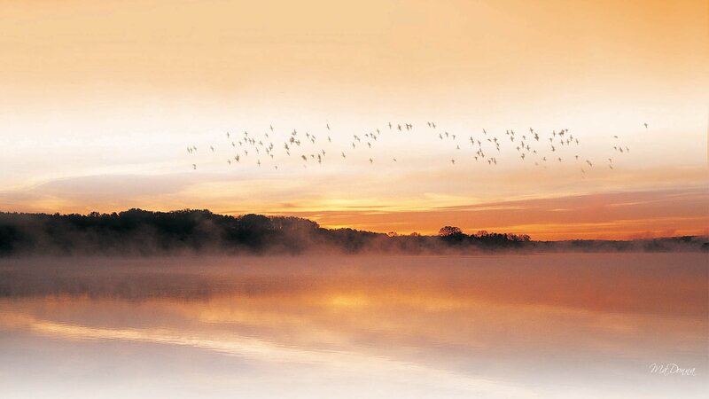 Flock of Birds over Lake — Orange