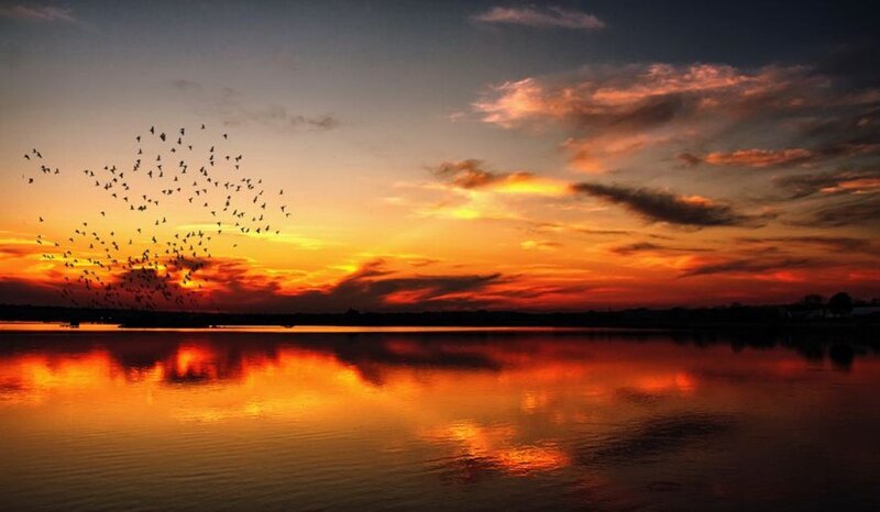 Flock of Birds over Lake