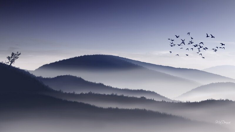 Flock of Birds over Mountains — Blue