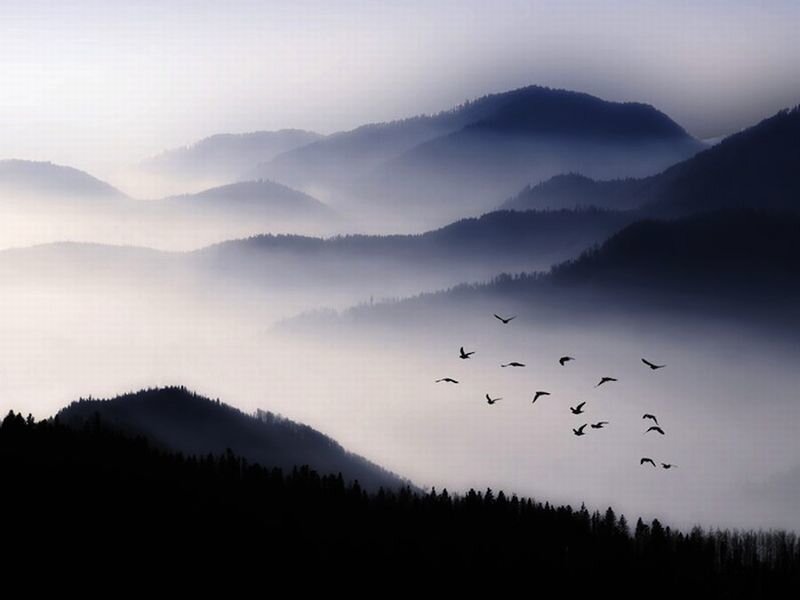 Flock of Birds over Mountains