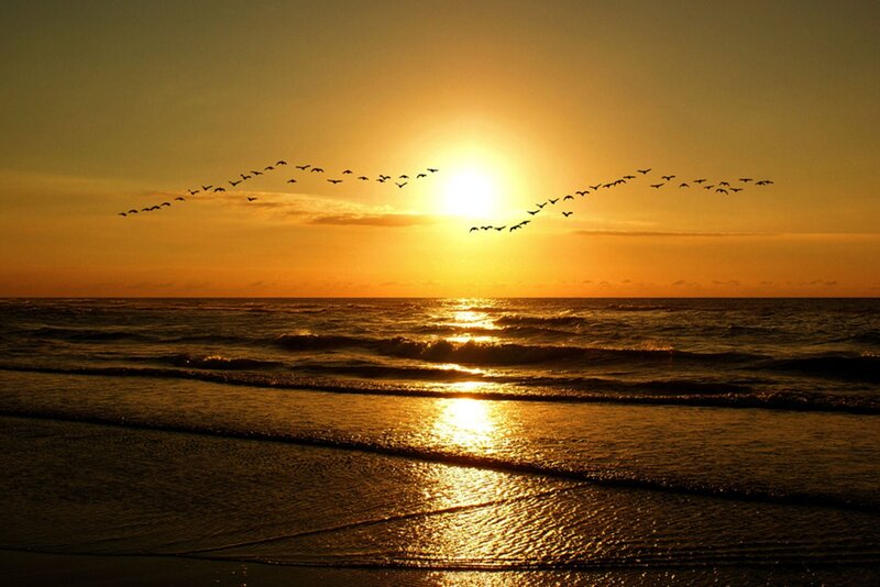 Flock of Birds over Ocean