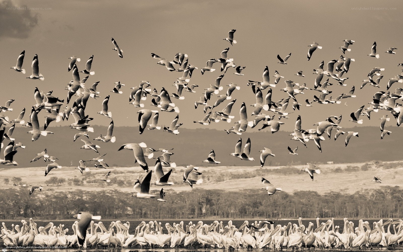 Flock of birds over water