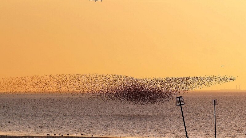 Flock of birds over water at sunset
