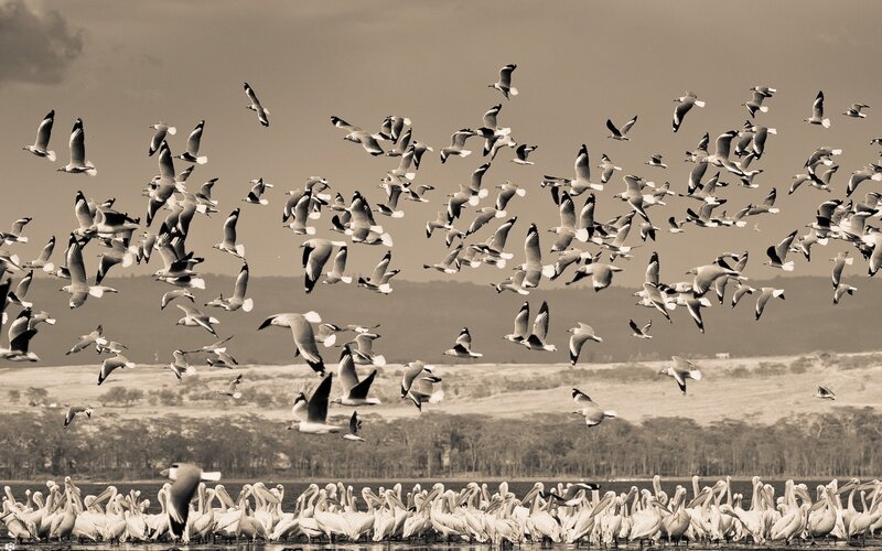 Flock of birds over water