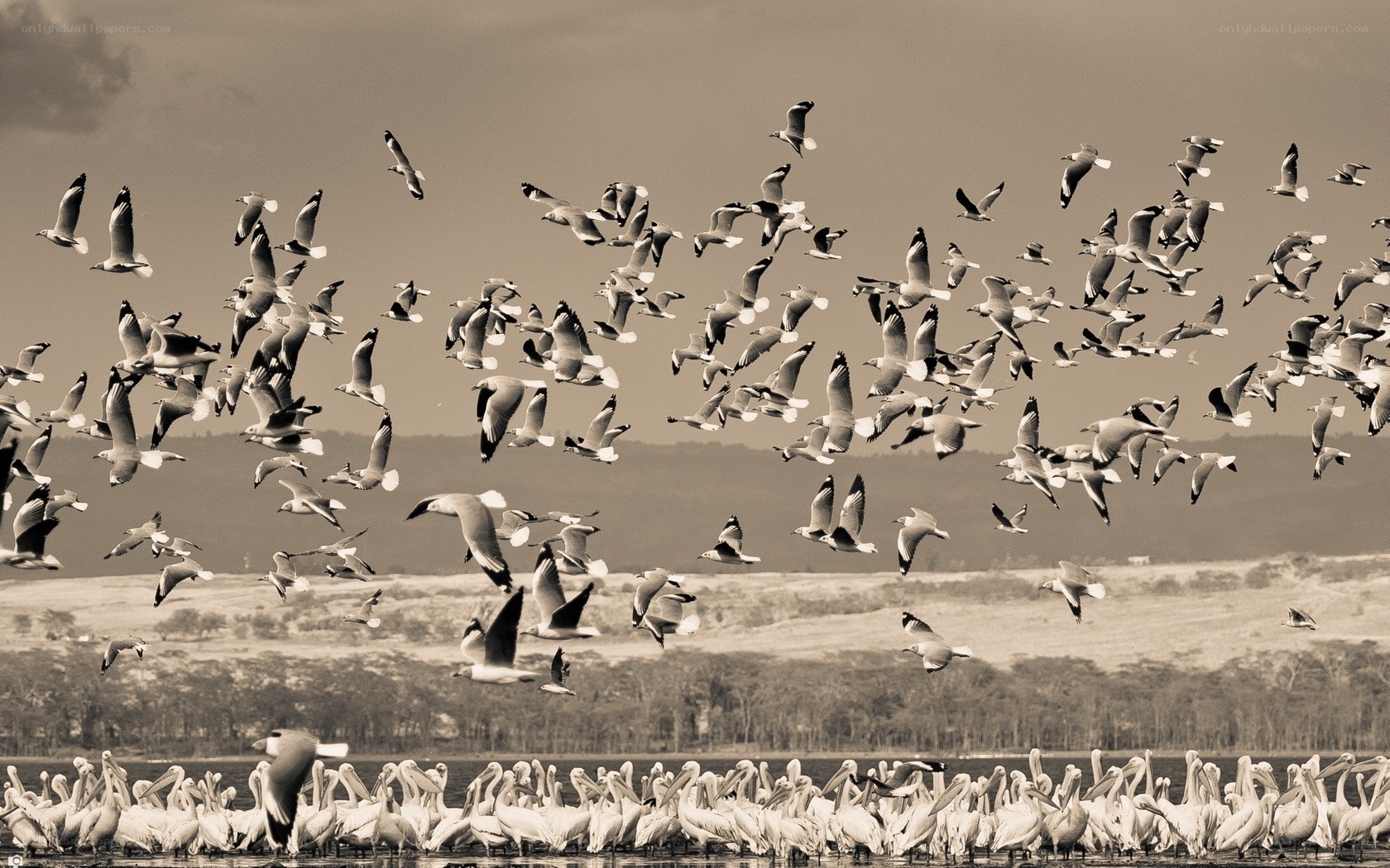Flock of birds over water
