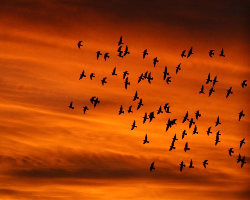 Flock of Birds Silhouetted