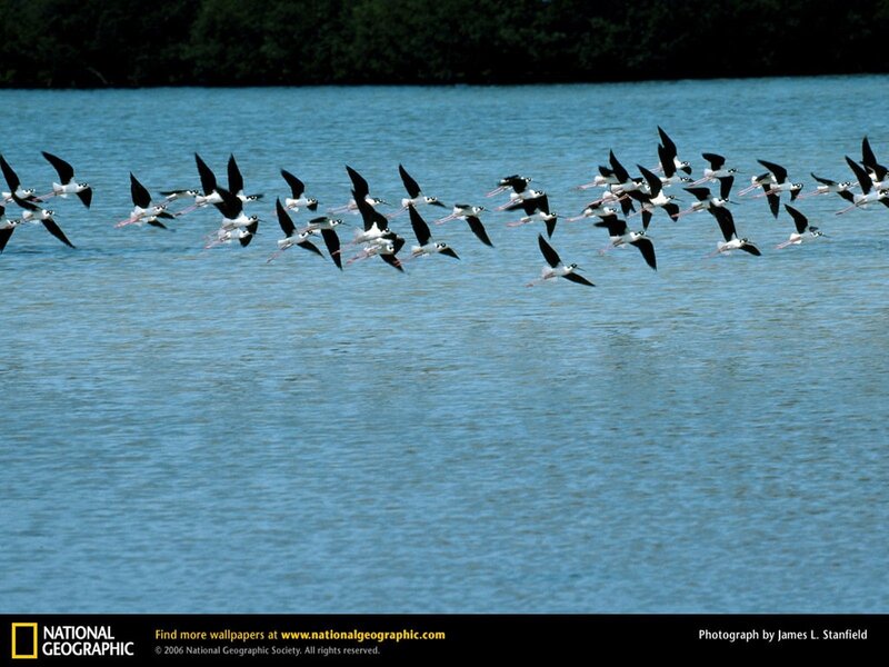 flock of black-necked stilts