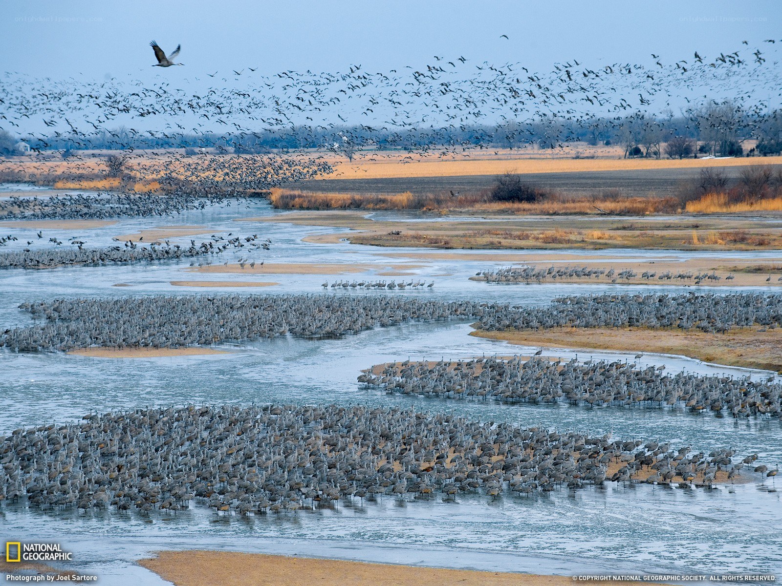 Flock of cranes at river