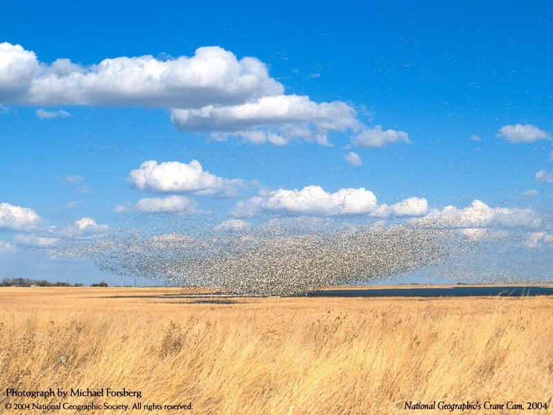 Flock of Cranes Flying — Blue