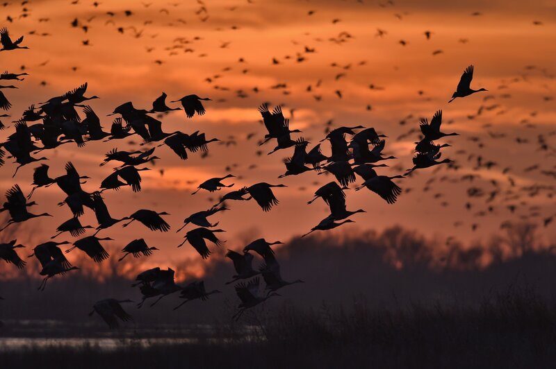 Flock of Cranes Flying