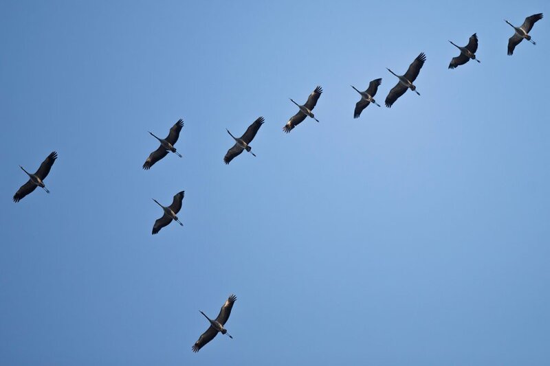 flock of cranes in flight