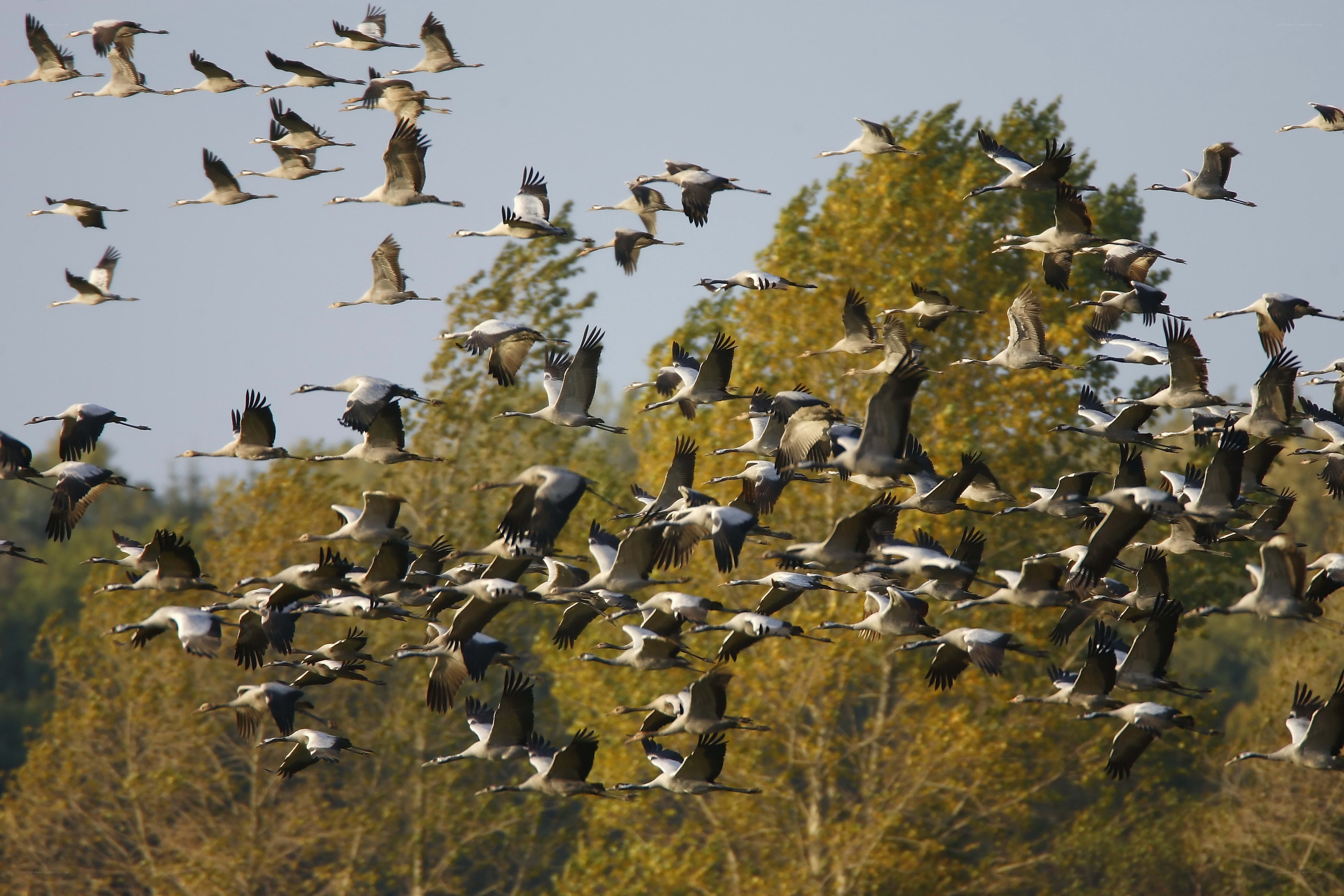 flock of cranes in flight