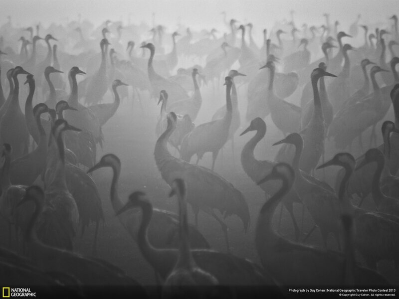 Flock of cranes in fog