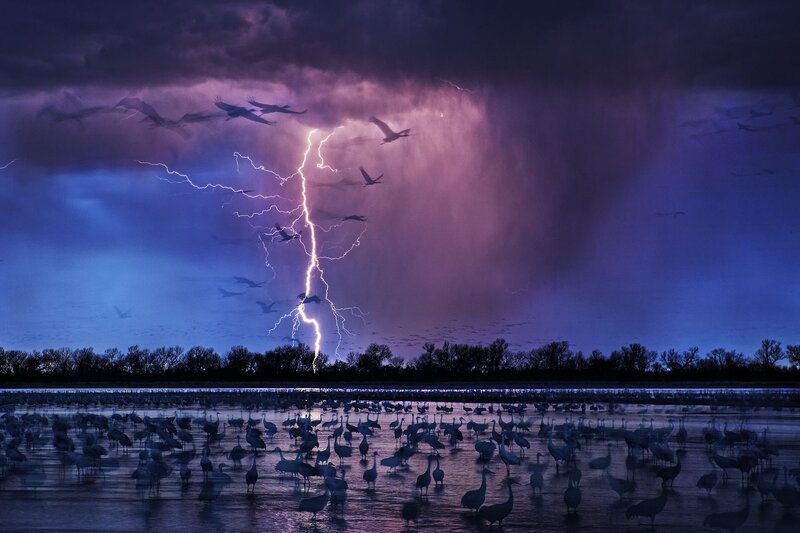 Flock of Cranes in Storm