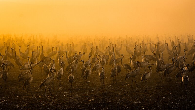 Flock of Cranes — Orange