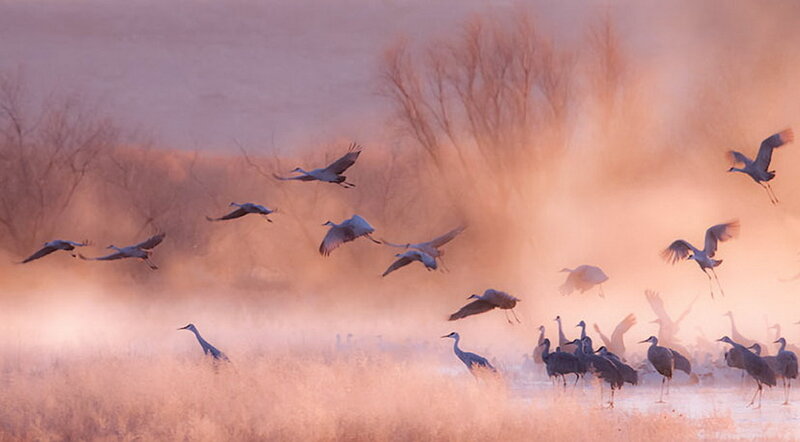 Flock of Cranes