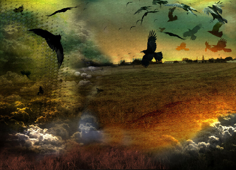 Flock of Crows Flying