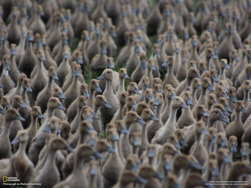 Flock of Ducklings