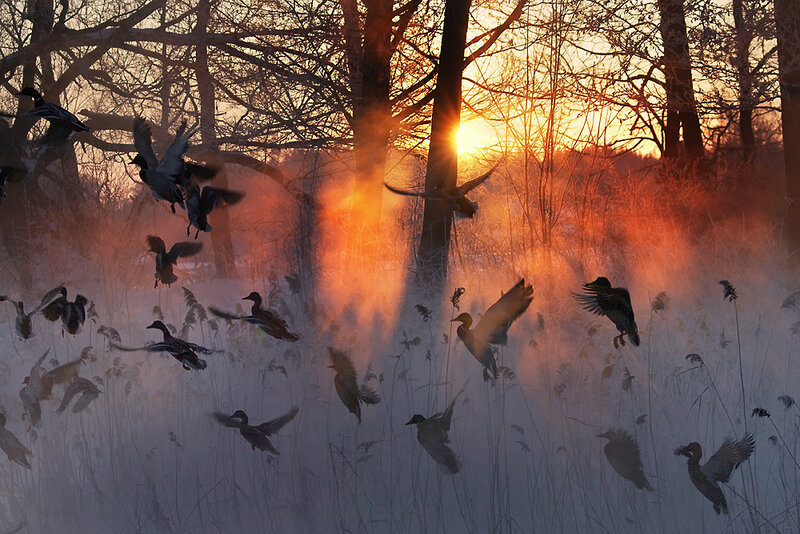 Flock of Ducks Flying — Orange