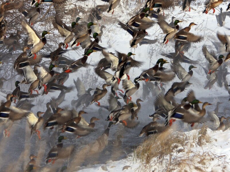 Flock of Ducks Flying