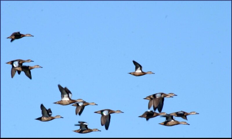 flock of ducks in flight