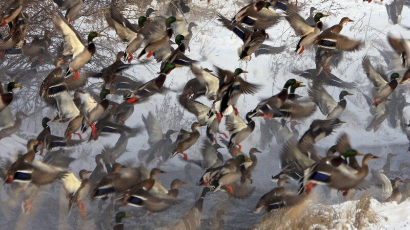 flock of ducks in flight