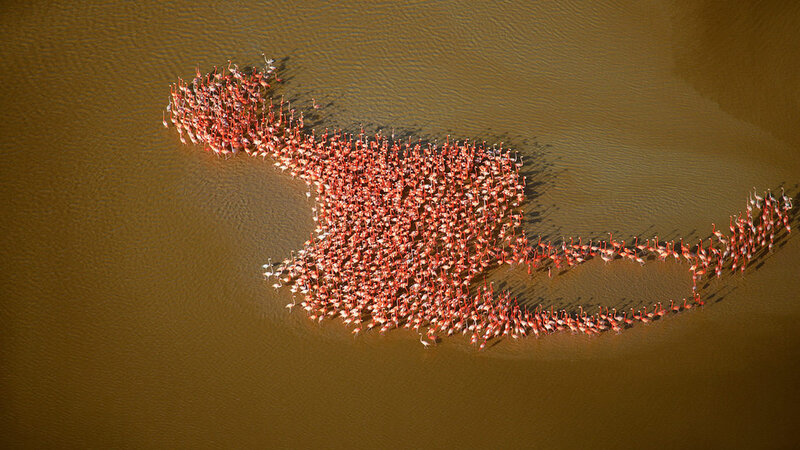 Flock of Flamingos — Brown