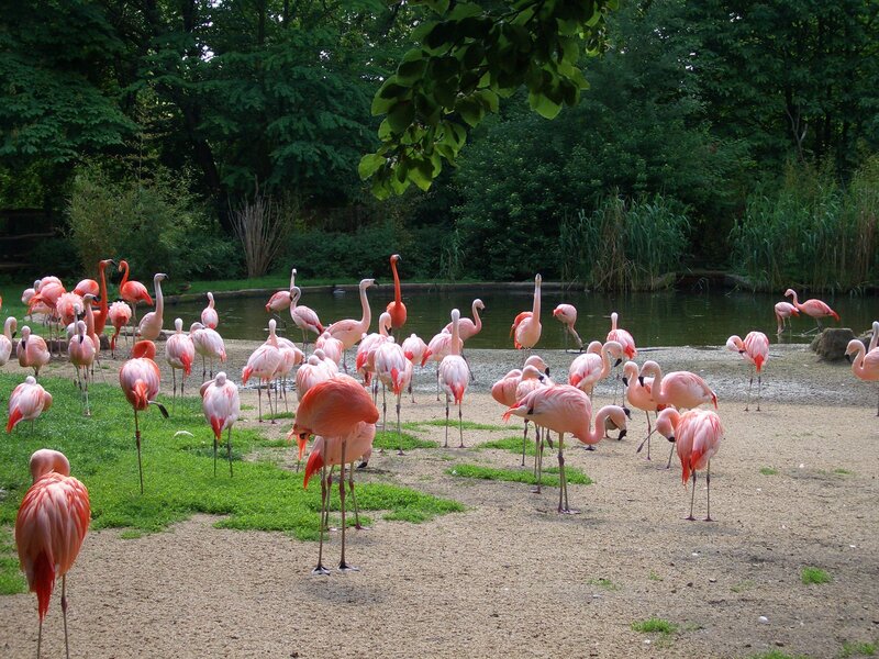 Flock of flamingos by pond