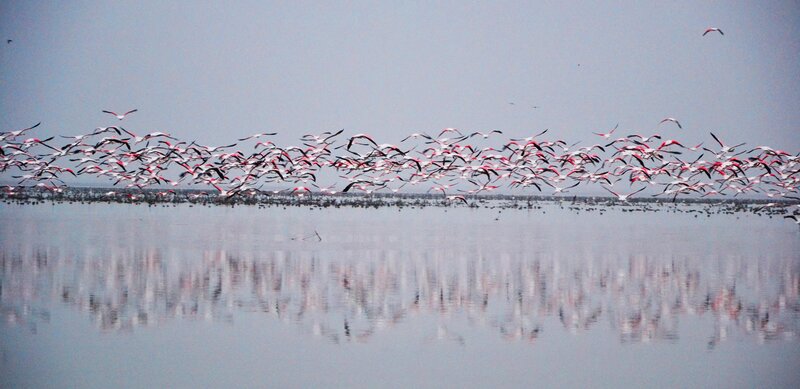 Flock of Flamingos Flying