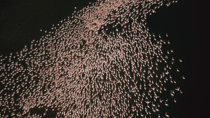 flock of flamingos from above