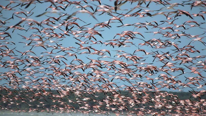 flock of flamingos in flight