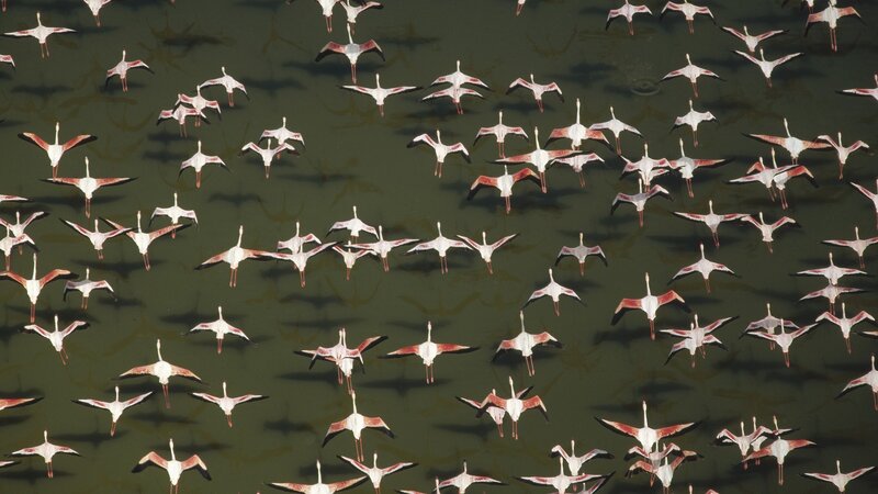 flock of flamingos in flight